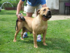 Foto №3. Boerboel-Welpen (Südafrikanischer Mastiff).. Serbien