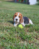 Foto №3. Wunderschöne Beagle-Welpen. Deutschland