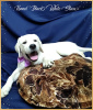 Zusätzliche Fotos: Hochwertige Labrador Retriever Welpen