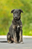 Foto №1. mischlingshund - zum Verkauf in der Stadt Истра | Frei | Ankündigung № 8006