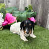 Foto №3. MÄNNLICHER DACHSHUND ZU VERKAUFEN. Kolumbien