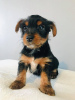 Foto №3. Teacup Yorkshire Terrier Welpe zur kostenlosen Adoption. Deutschland