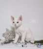 Foto №2 zu Ankündigung № 44544 zu verkaufen devon rex - einkaufen USA züchter