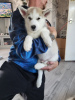 Foto №1. siberian husky - zum Verkauf in der Stadt Half Moon Bay | 237€ | Ankündigung № 64320