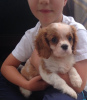 Foto №3. Entzückende Cavalier King Charles Welpen zur kostenlosen Adoption. Deutschland