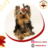 Foto №1. yorkshire terrier - zum Verkauf in der Stadt Kiew | 1500€ | Ankündigung № 10175