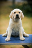 Zusätzliche Fotos: Hochwertige Labrador Retriever Welpen