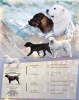 Zusätzliche Fotos: Nette Welpen des SAO Central Asian Shepherd Dog