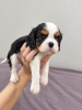 Zusätzliche Fotos: Ideale Cavalier King Charles Spaniel Welpen.