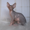 Zusätzliche Fotos: Reinrassige kanadische Sphynx-Kätzchen aus der Zucht