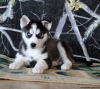 Foto №4. Ich werde verkaufen siberian husky in der Stadt Даллас.  - preis - 312€