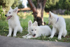 Foto №4. Ich werde verkaufen berger blanc suisse in der Stadt Calafat. quotient 	ankündigung - preis - verhandelt