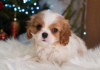 Foto №2 zu Ankündigung № 33340 zu verkaufen cavalier king charles spaniel - einkaufen Deutschland quotient 	ankündigung, züchter