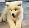 Zusätzliche Fotos: Gotowe teraz Akc zarejestrowane Szczenięta Samoyed. Chłopcy i dziewczęta