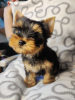 Foto №2 zu Ankündigung № 34224 zu verkaufen yorkshire terrier - einkaufen Serbien züchter