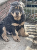 Foto №3. Tibetanischer Mastiff, blaue und braune Hunde. Polen