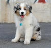 Foto №1. australian shepherd - zum Verkauf in der Stadt Warschau | 650€ | Ankündigung № 63322