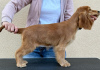 Foto №4. Ich werde verkaufen english cocker spaniel in der Stadt Ada.  - preis - 500€