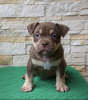 Foto №3. American Bully Pocket Welpen. Russische Föderation