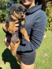 Foto №1. rottweiler - zum Verkauf in der Stadt Гамбург | 250€ | Ankündigung № 124496