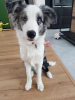 Foto №3. Border Collie / Blue merle / Showtyp / männlich / FCI / ZKwP. Polen