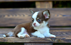Zusätzliche Fotos: Luxuriöse Chihuahua