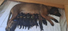 Foto №2 zu Ankündigung № 102780 zu verkaufen bayerischer gebirgsschweißhund - einkaufen Lettland quotient 	ankündigung