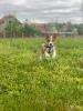 Zusätzliche Fotos: Basenji-Welpen zu verkaufen