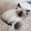 Foto №1. ragdoll-katze - zum Verkauf in der Stadt Lüdenscheid | 425€ | Ankündigung № 96933