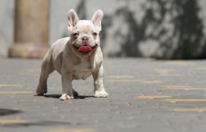 Foto №1. französische bulldogge - zum Verkauf in der Stadt New York | 4457€ | Ankündigung № 6973