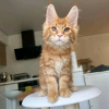 Foto №4. Ich werde verkaufen maine-coon-katze in der Stadt Рино. quotient 	ankündigung - preis - 379€