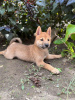 Foto №3. Shiba Inu Welpen. Serbien