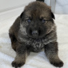 Foto №2 zu Ankündigung № 45709 zu verkaufen deutscher schäferhund - einkaufen Brasilien quotient 	ankündigung