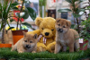 Foto №3. Hochwertige Shiba Inu-Welpen. Serbien