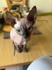 Foto №1. sphynx-katze - zum Verkauf in der Stadt Flensburg | 400€ | Ankündigung № 30821