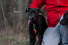 Zusätzliche Fotos: Kaufen Sie einen American Pit Bull Terrier Welpen in der Ukraine