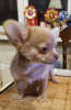 Zusätzliche Fotos: Chihuahua-Welpen