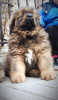Zusätzliche Fotos: Tibetan Mastiff Welpen