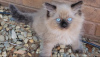 Foto №4. Ich werde verkaufen ragdoll-katze in der Stadt Франкфурт-на-Майне. züchter - preis - 300€