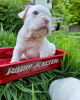 Zusätzliche Fotos: Französische Bulldogge