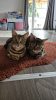 Foto №3. Zwei Bengalkatzen. Großbritannien