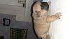 Foto №2 zu Ankündigung № 10656 zu verkaufen französische bulldogge - einkaufen Russische Föderation züchter