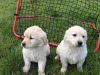 Foto №3. Gesunde Golden Retriever-Welpen. Belgien