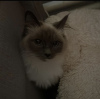 Foto №4. Ich werde verkaufen ragdoll-katze in der Stadt Berlin. quotient 	ankündigung, züchter - preis - 600€