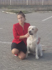 Foto №4. Paarung labrador retriever in Weißrussland. Ankündigung № 49818