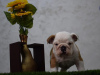 Zusätzliche Fotos: Englische Bulldoggen welpen