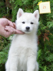 Foto №3. Siberian Husky puppies. Serbien