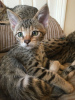 Foto №2 zu Ankündigung № 112158 zu verkaufen savannah-katze - einkaufen USA züchter