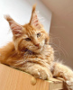 Foto №2 zu Ankündigung № 104569 zu verkaufen maine-coon-katze - einkaufen Deutschland züchter