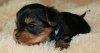 Foto №1. yorkshire terrier - zum Verkauf in der Stadt Lipezk | 1700€ | Ankündigung № 26213